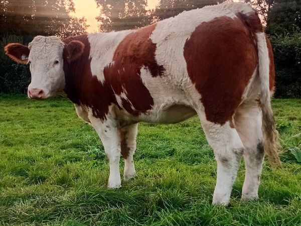 Heifers - Main image