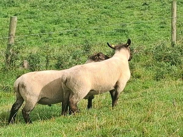 2 Suffolk/ cheviot hybrid rams - Main image