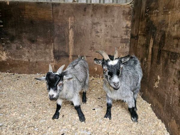 Pair of pygmy's - Main image