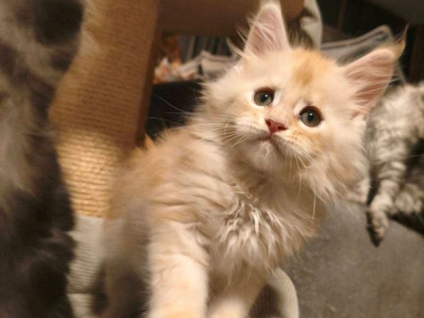 TICA registered Maine coon kittens - Main image