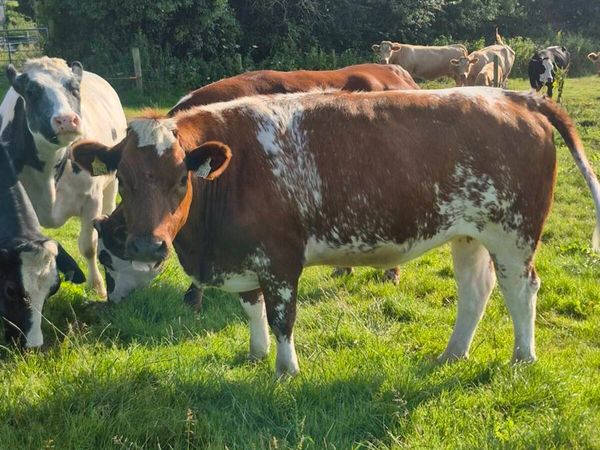 Springers - Main image