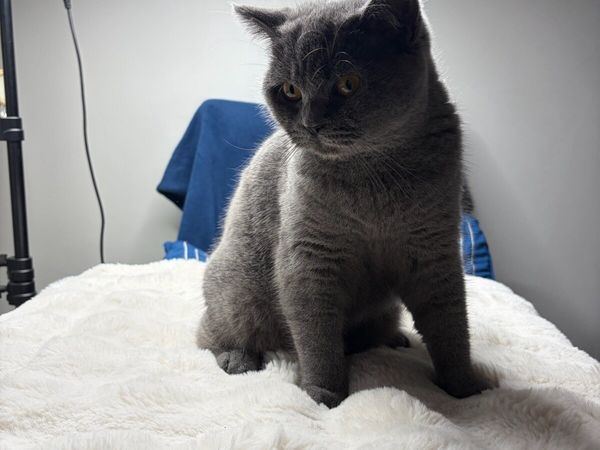 British Shorthair cat - Main image