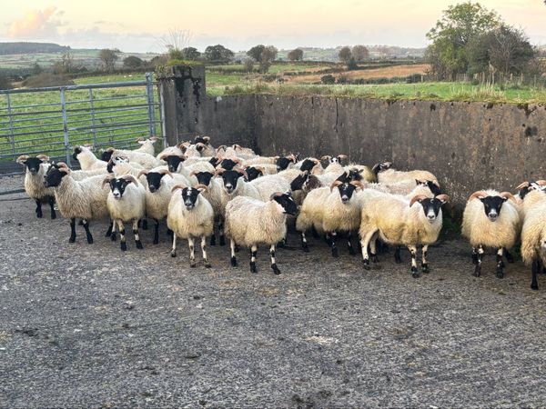 Sheep - Main image