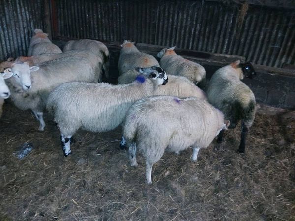 Heavy lambs 58 -70kg - Main image