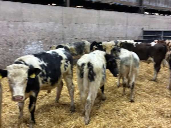 Blue sim and lim bulls - Main image