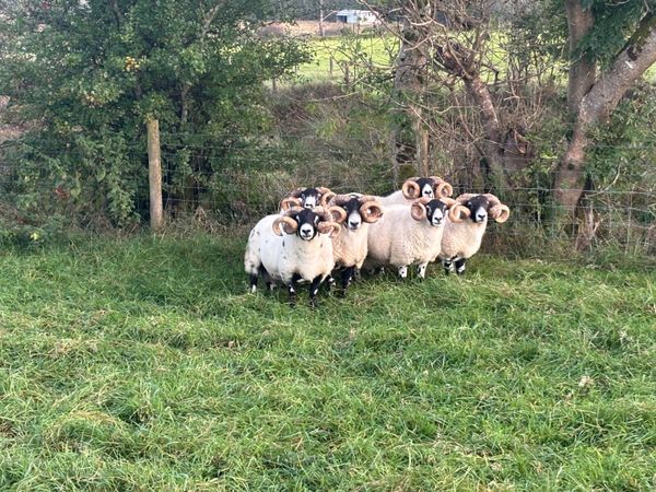 Sheep - Main image