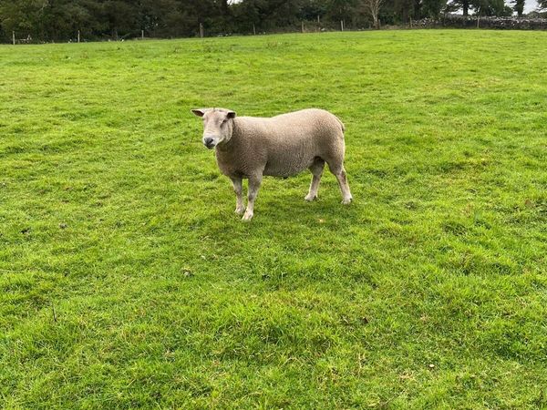 Chartex & Dutch Spotted Rams for sale - Main image