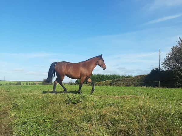 Horse - Main image