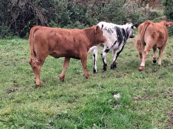 LMX Heifer Weanlings - Main image