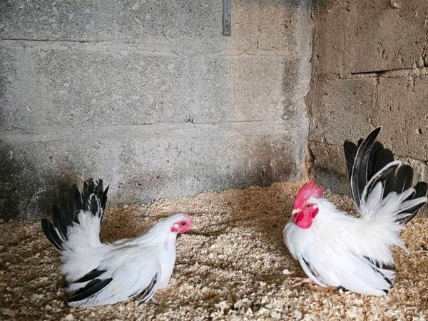 Call ducks + Japanese bantams - Main image