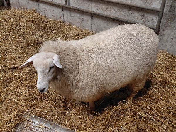 Galway sheep sale Ballinasloe - Main image
