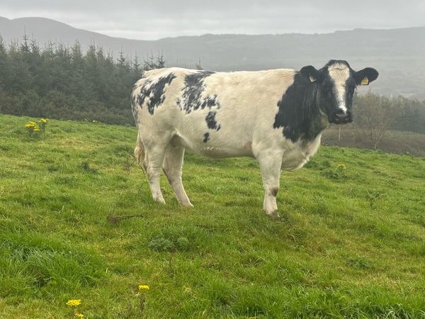 Belgian blue springer forsale - Main image