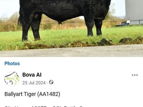 5 star PBR Aberdeen Angus Bull - Main image