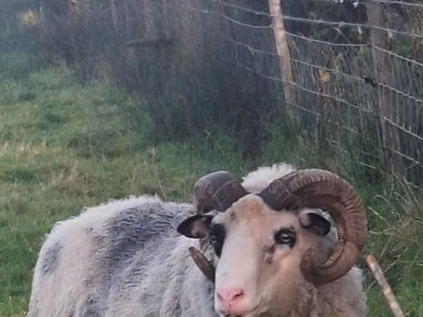 Rare breedSheep(Torddu Badger,Black Welsh,Shetland - Main image