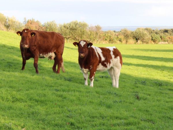 Smashing BBX Weanling Heifer For Sale - Main image