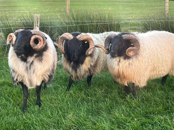✅SIS HOGGET RAMS ✅ - Main image