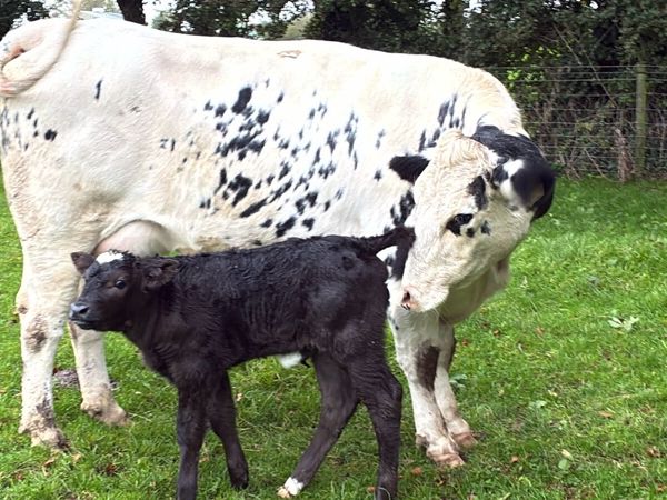 Super Belgian blue first calver - Main image