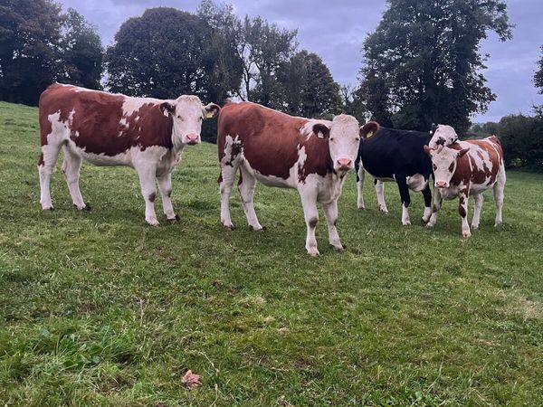6 heifers - Main image