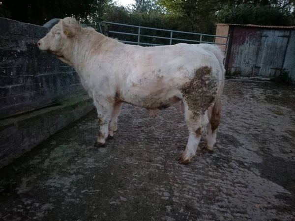 Registered Pedigree Charolais bull - Main image