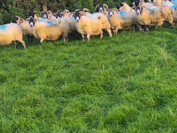 Horned and mule ewes Broken mouth correct ewes - Main image