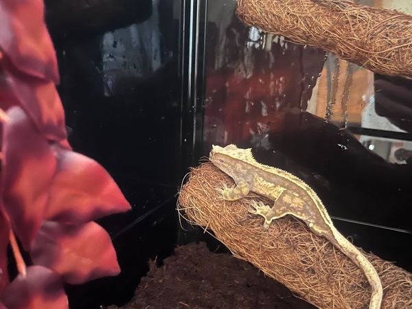 Flame Crested Gecko (18 months) + complete set up - Main image