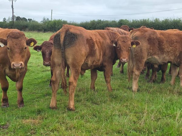 Organic Cattle Tullow Mart 7th oct - Main image