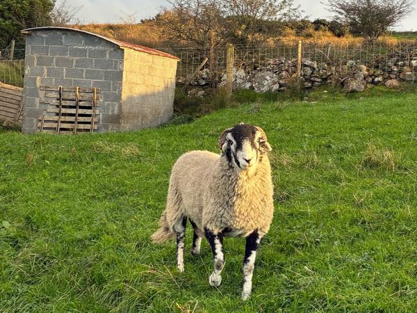 Swaledale - Main image