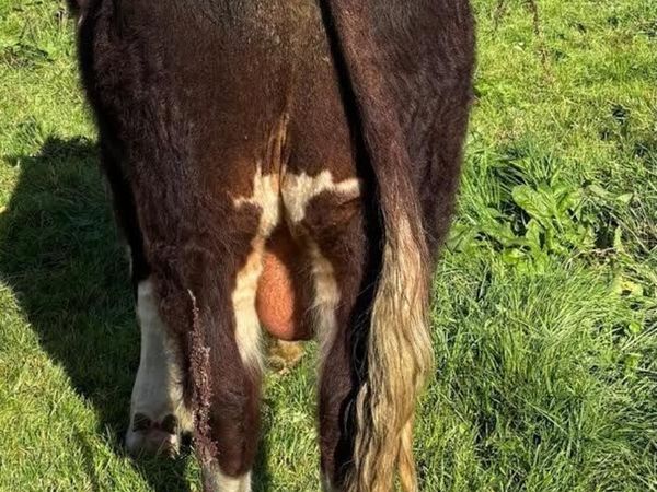 Hereford Bulls - Main image