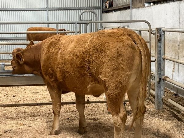 Limousin Heifers Ballinasloe Mart - Main image