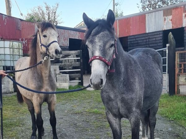 Horses - Main image