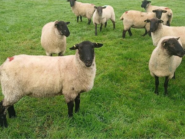Hoggets - Main image