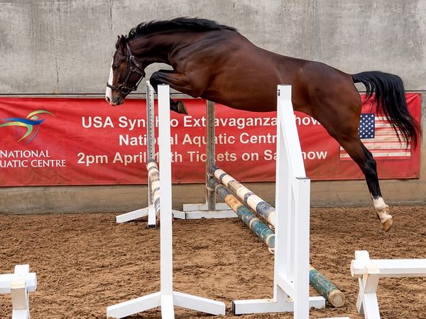 Stunning 3 year old by Gwennic ex Eldorado - Main image