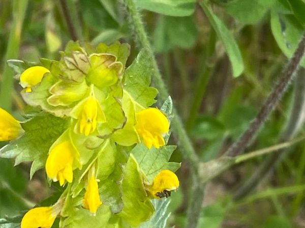 Yellow Rattle Seed - Main image