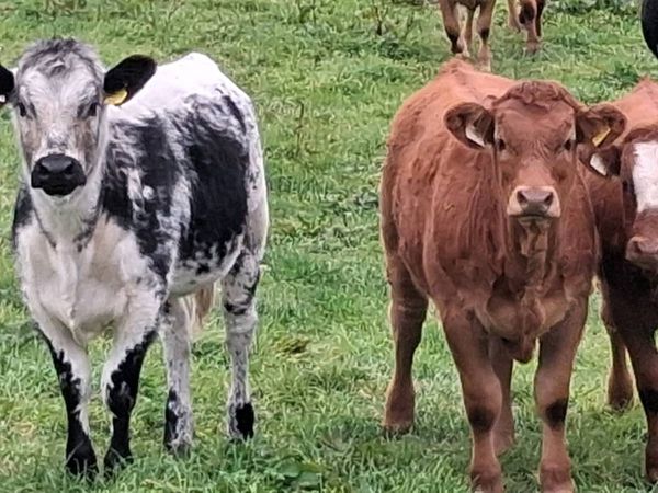 LMX Heifer Weanlings - Main image