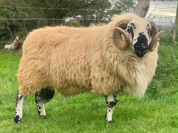 2 Hogget Scotch rams - Main image