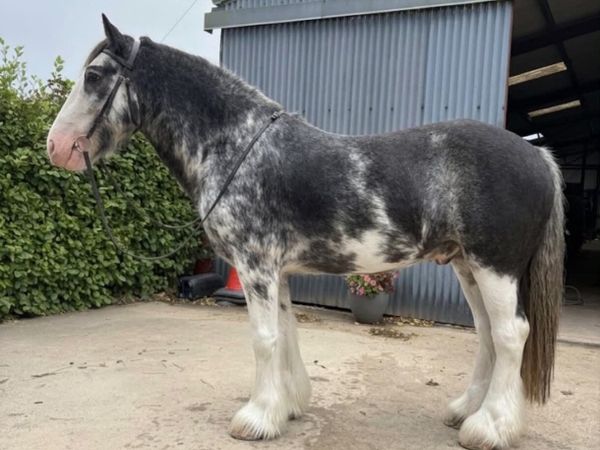 5 Year old Cob Gelding - Main image