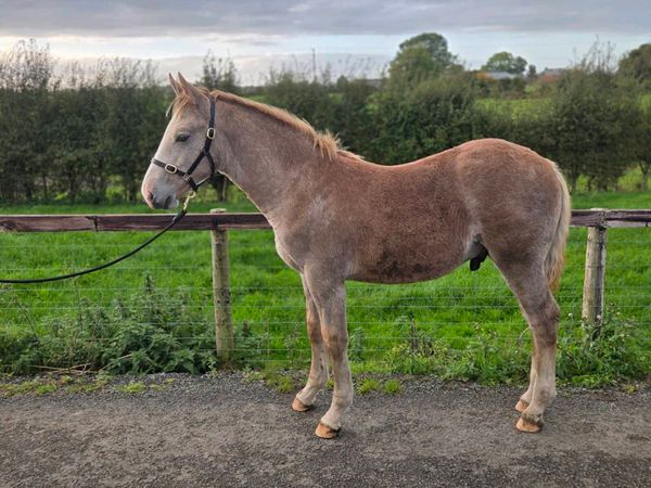 Irish draught colt foal - Main image