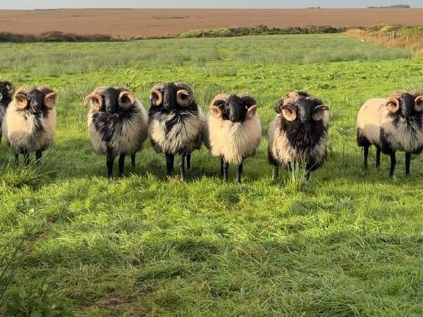 Blackface hogget rams - Main image