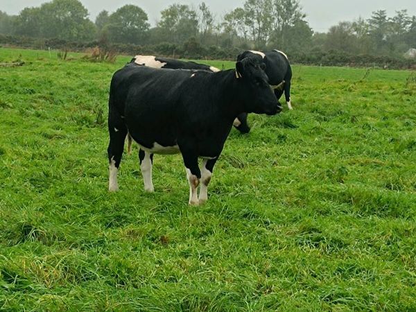 British friesian incalf heifers for sale - Main image