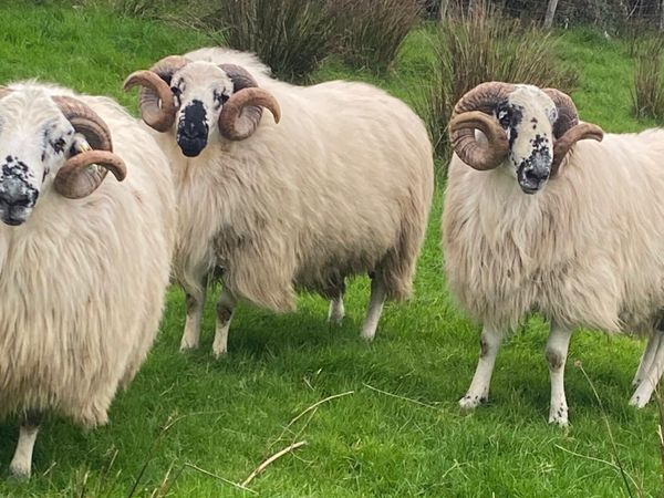 Hoggot Rams - Main image