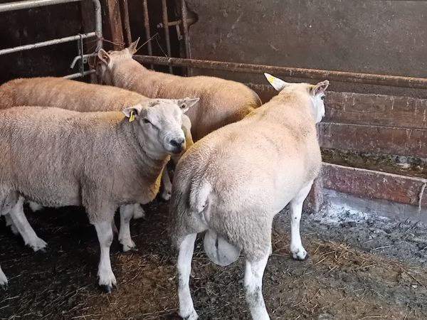 Hogget rams - Main image