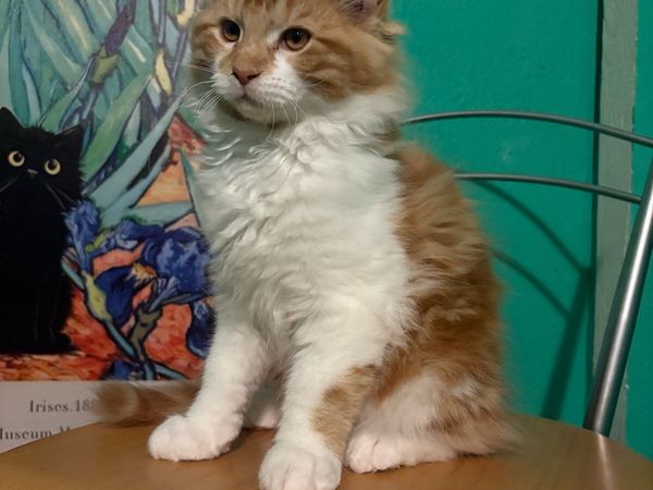 Maine Coon Kittens - Main image