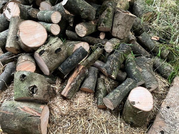Fire wood - Main image
