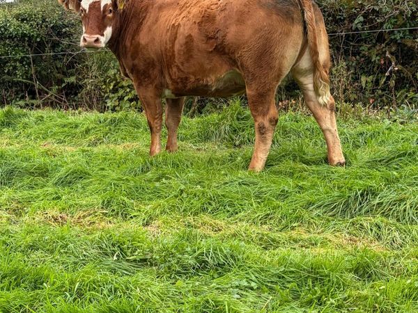 ***3 super springers for sale*** - Main image