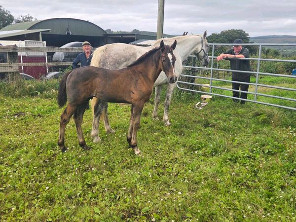 Grey colt foal by Elduco - Main image