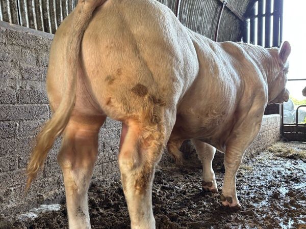 CHAROLAIS BULLS - Main image