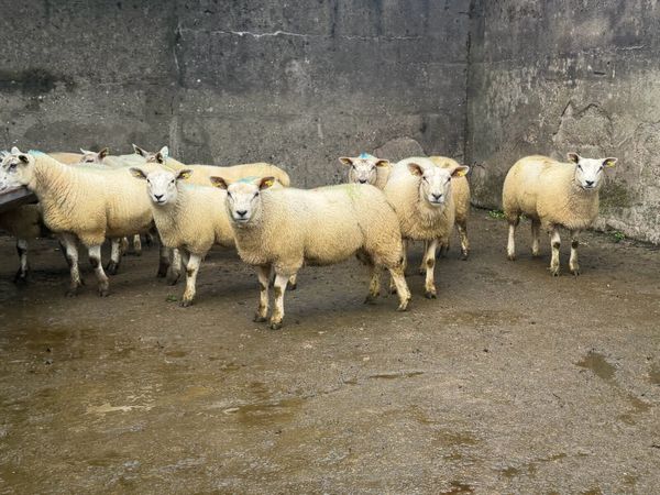 Ewe Lambs - Main image