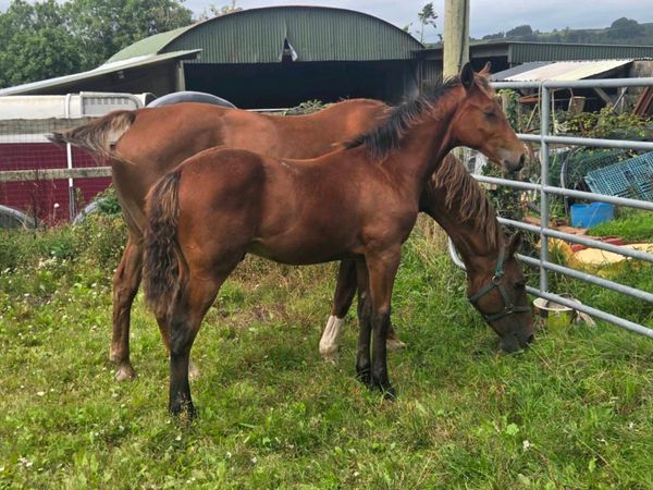 Bay colt foal by Lagans Obos Quality - Main image