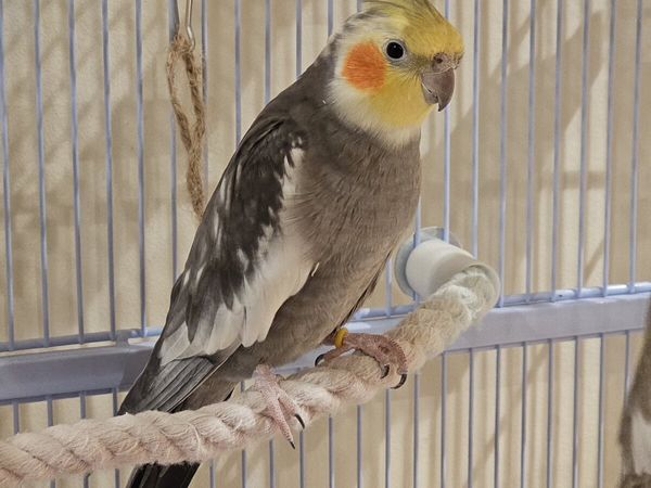 Cockatiel - Main image
