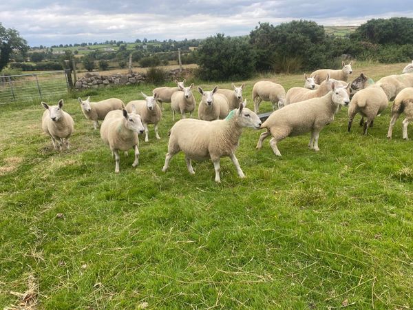 North country Cheviot ewes - Main image